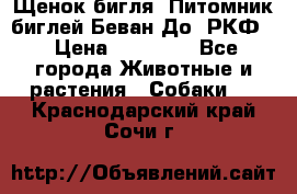 Щенок бигля. Питомник биглей Беван-До (РКФ) › Цена ­ 20 000 - Все города Животные и растения » Собаки   . Краснодарский край,Сочи г.